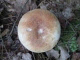 Russula compacta image