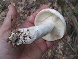 Russula compacta image