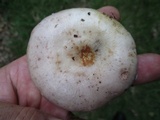 Lactarius argillaceifolius image