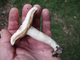 Lactarius argillaceifolius image