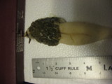 Phallus hadriani image