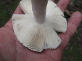 Russula parvovirescens image