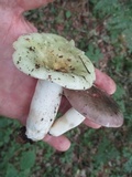Russula variata image