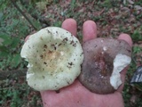 Russula variata image