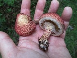 Suillus spraguei image