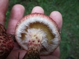 Suillus spraguei image