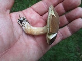 Xanthoconium affine image