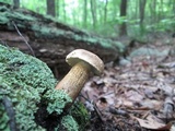 Tylopilus felleus image