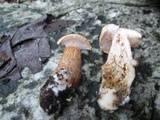Tylopilus felleus image