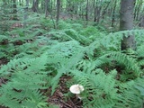 Amanita submaculata image