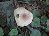 Marasmius nigrodiscus image