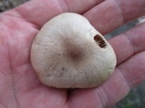 Marasmius nigrodiscus image