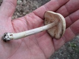Marasmius nigrodiscus image