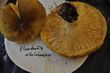 Floccularia albolanaripes image