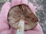 Marasmius nigrodiscus image