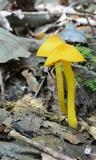 Humidicutis marginata var. concolor image