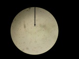 Marasmius nigrodiscus image