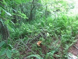 Laetiporus cincinnatus image