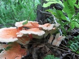 Laetiporus cincinnatus image