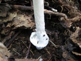 Amanita vaginata var. alba image