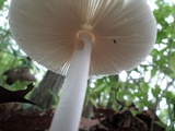 Amanita vaginata var. alba image