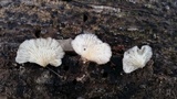 Hohenbuehelia atrocaerulea image