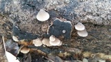 Hohenbuehelia atrocaerulea image