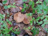 Tylopilus rubrobrunneus image