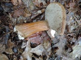 Tylopilus rubrobrunneus image