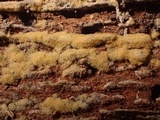 Botryobasidium conspersum image