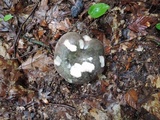 Russula variata image