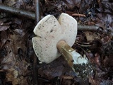 Tylopilus rubrobrunneus image