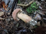 Tylopilus rubrobrunneus image