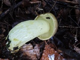 Retiboletus griseus image