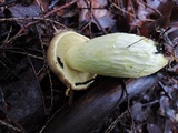 Retiboletus griseus image