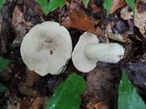 Retiboletus griseus image