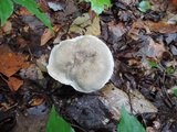 Retiboletus griseus image