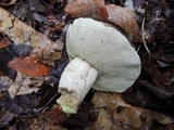 Retiboletus griseus image