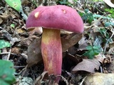 Boletus pallidoroseus image