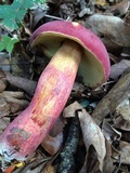 Boletus pallidoroseus image