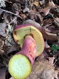 Boletus pallidoroseus image