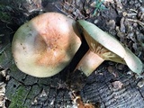 Lactarius deliciosus var. areolatus image