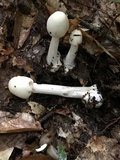 Amanita brunnescens image