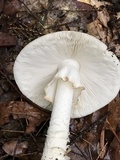 Amanita brunnescens image