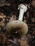 Amanita brunnescens image