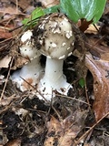 Amanita brunnescens image