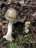 Amanita brunnescens image