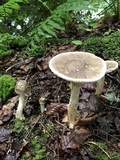 Amanita brunnescens image