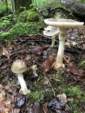 Amanita brunnescens image