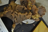 Gomphus clavatus image